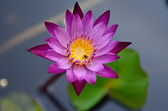 Vibrant Purple Water Lily with Yellow Center in Pond