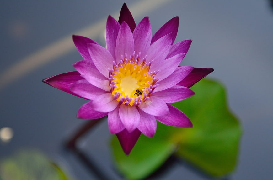 Vibrant Purple Water Lily with Yellow Center in Pond
