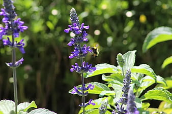 Bumblebee Pollinating Purple Salvia Flowers in Garden