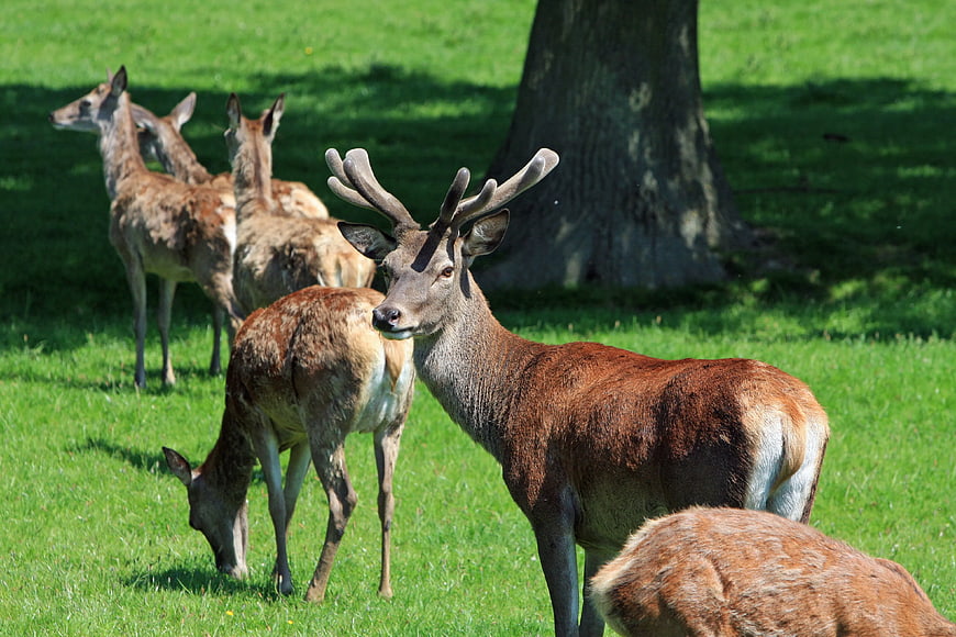 Red Deer Stag and Herd Grazing in Green Meadow