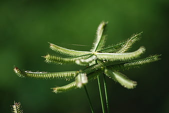 Close-up of Green Goosegrass with Soft Blurred Background