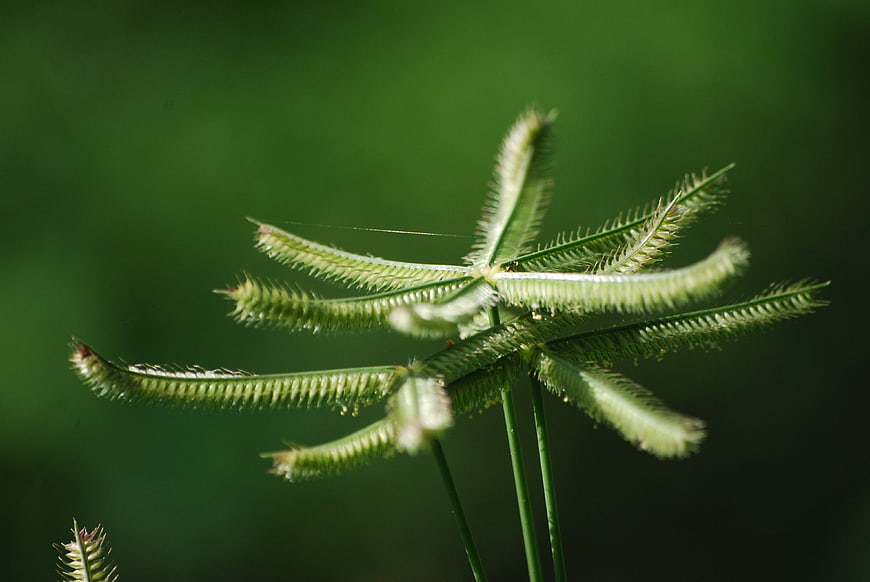 Close-up of Green Goosegrass with Soft Blurred Background