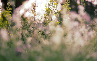 Soft focus wildflowers in a sunlit meadow with bokeh