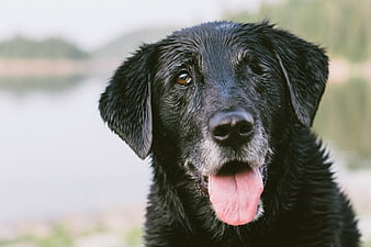 Close-up portrait of a wet black dog panting with tongue out