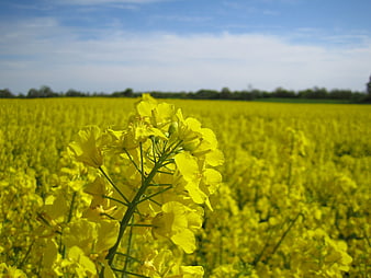 Close-up of yellow rapeseed flowers in a blooming field