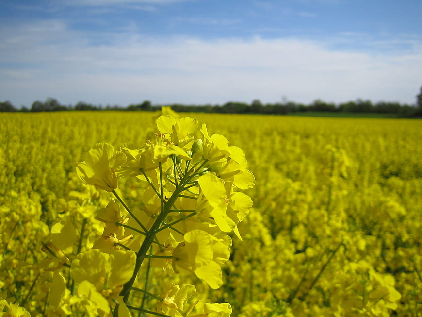Close-up of yellow rapeseed flowers in a blooming field
