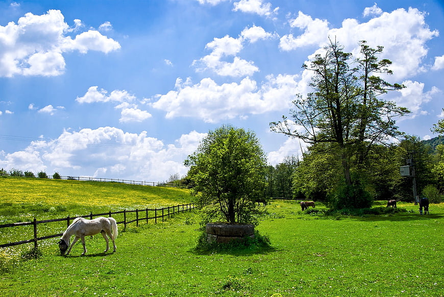 White Horse Grazing in Green Meadow with Blue Sky