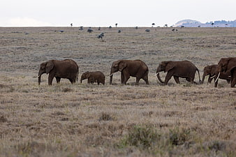 Herd of African Elephants Walking Across Dry Savannah Grassland