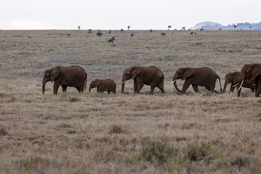Herd of African Elephants Walking Across Dry Savannah Grassland