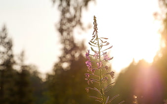 Purple Fireweed Flower Silhouette in Golden Sunset Light