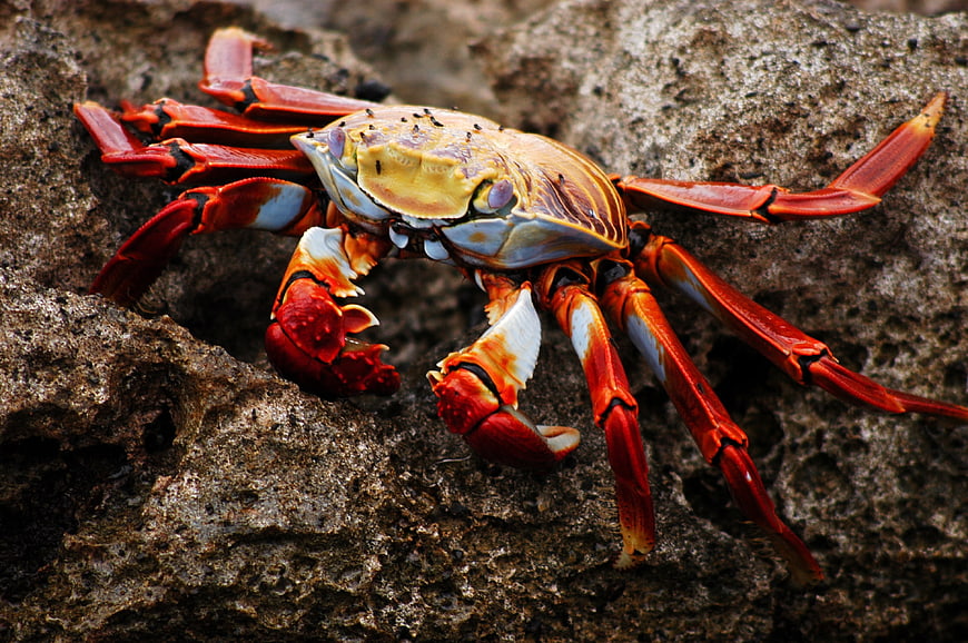 Vibrant Red Crab On Rocky Shoreline In Galapagos