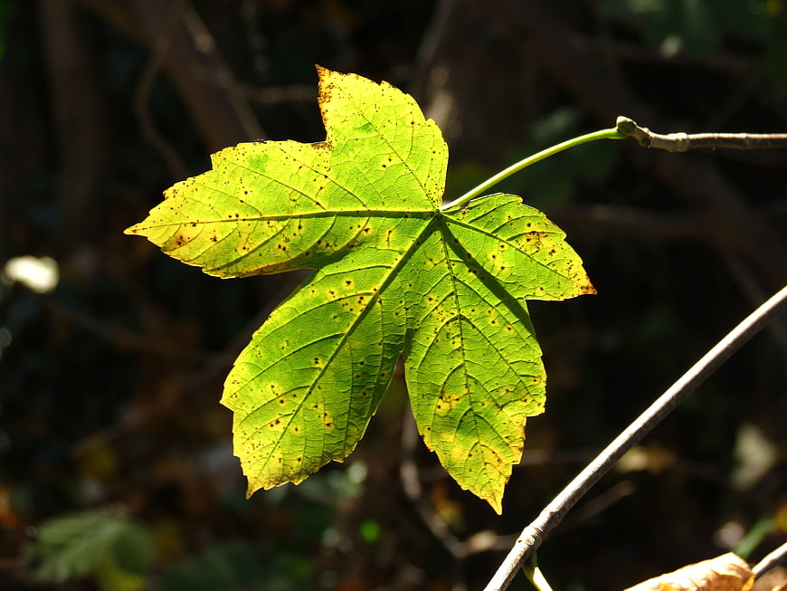 Backlit green maple leaf with autumn spots on branch