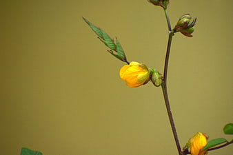 Yellow flower bloom on green stem against blurred background