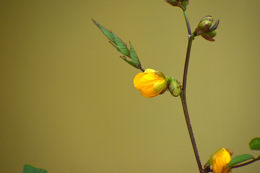 Yellow flower bloom on green stem against blurred background