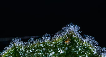 Macro shot of frost crystals on a green leaf against black background
