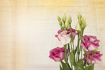 Pink Lisianthus Flowers with Water Droplets on Textured Background