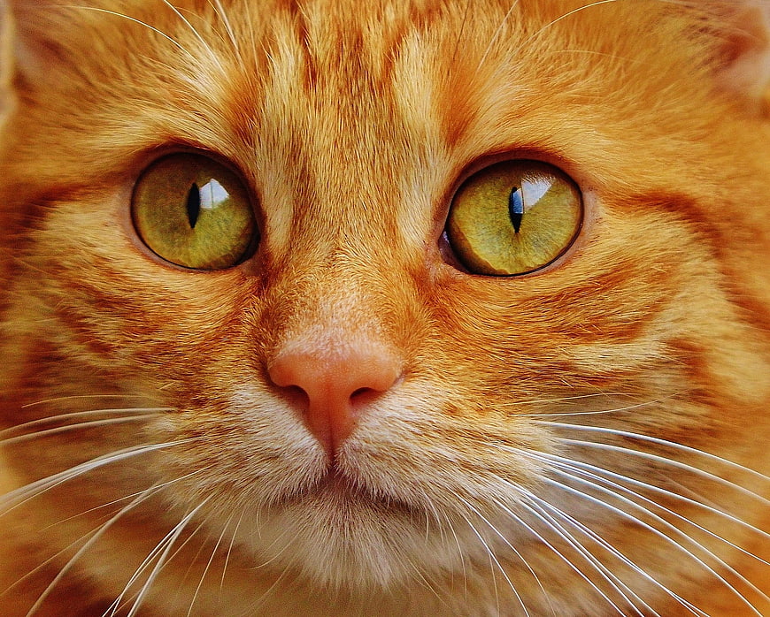 Extreme Close-Up of Ginger Tabby Cat Face with Green Eyes