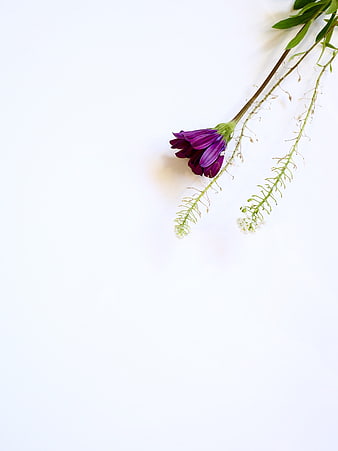 Purple flower and green stems on white background with copyspace