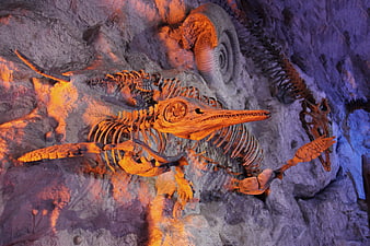Dramatic Museum Display of Prehistoric Marine Reptile Skeletons