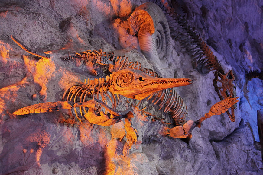 Dramatic Museum Display of Prehistoric Marine Reptile Skeletons