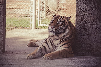Majestic tiger resting in shaded enclosure