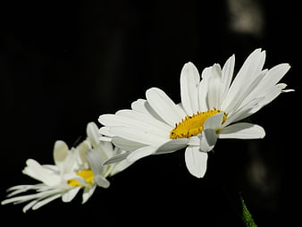 White Daisies Against Black Background