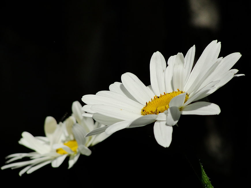 White Daisies Against Black Background