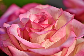 Close-up of a pink rose blossom with soft petals