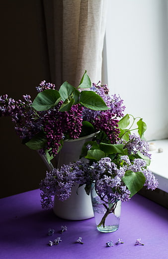 Fresh Purple Lilac Flowers in White Pitcher and Glass Vase