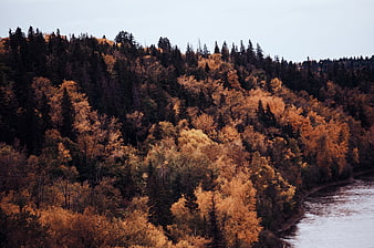 Aerial View of Autumn Forest with River and Golden Trees