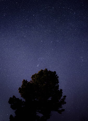 Silhouette of a Pine Tree Against a Starry Night Sky