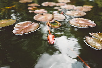 Pink water lily bud floating on dark pond water