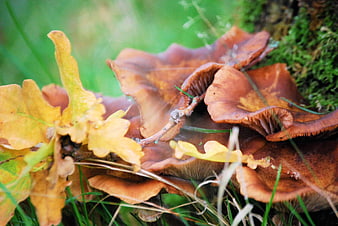 Close-up of wild honey mushrooms in autumn forest