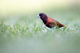Chestnut Munia Bird Standing in Green Grass