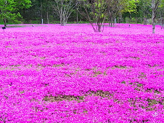 Vibrant Pink Moss Phlox Flower Field in Spring Park