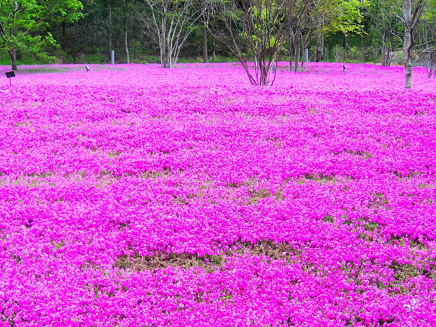 Vibrant Pink Moss Phlox Flower Field in Spring Park