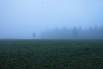 Misty Green Field with Distant Trees in Fog