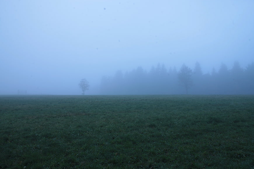 Misty Green Field with Distant Trees in Fog