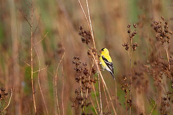 American Goldfinch Perched on Dried Seed Pods in Meadow