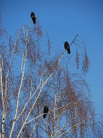 Three black crows perched on bare birch branches against blue sky
