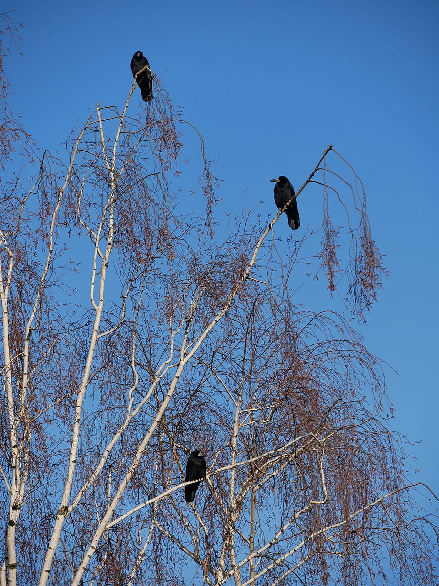 Three black crows perched on bare birch branches against blue sky