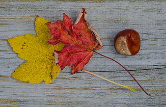 Autumn maple leaves and chestnut on rustic wood background