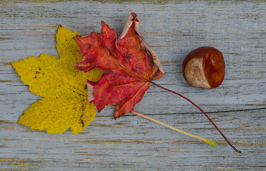 Autumn maple leaves and chestnut on rustic wood background