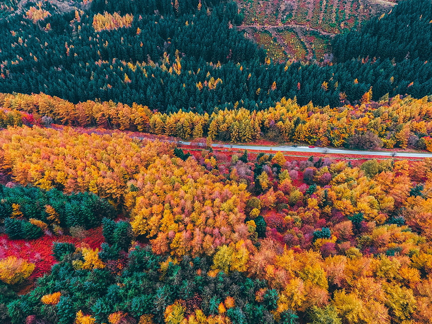 Aerial View of Colorful Autumn Forest with Winding Road