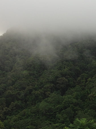 Misty Rainforest Canopy on a Foggy Mountain Slope