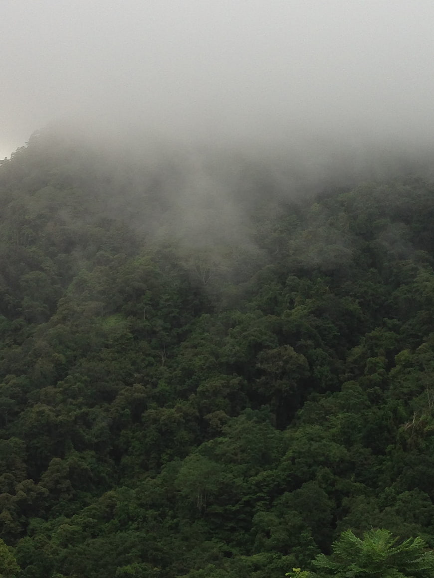 Misty Rainforest Canopy on a Foggy Mountain Slope