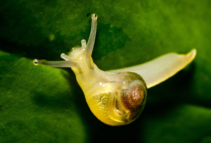 Close-up of a translucent snail on a green leaf