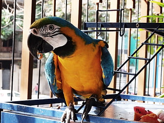 Blue and yellow macaw parrot eating fruit in cage