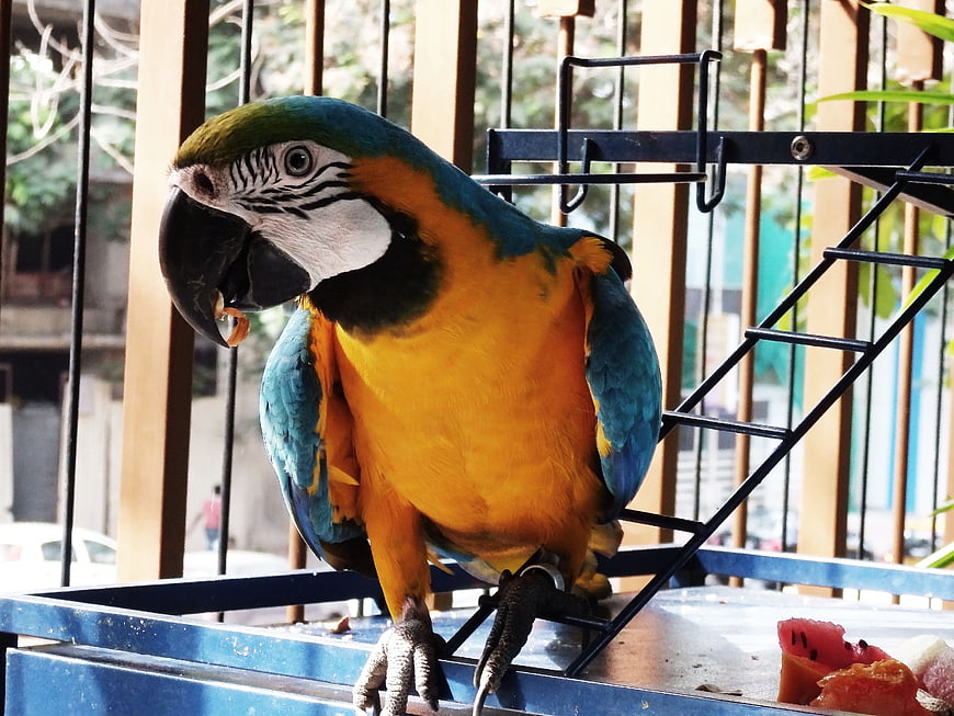 Blue and yellow macaw parrot eating fruit in cage