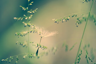 Delicate Wild Grass Seeds Backlit by Soft Golden Meadow Light